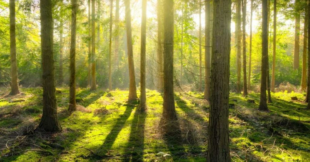 One of the health benefits of walking is getting out in nature.